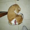 Halley, Beagle