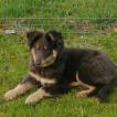 SHELBY, Shetland