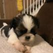 Pinkie-pie, Shih Tzu