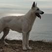 Bayron, White swiss Shepherd Dog