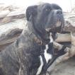 pablo, Cane Corso