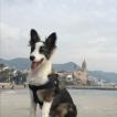 Siro, Border Collie