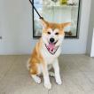 Yuki, Akita Inu