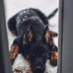 Syrin, Beauceron