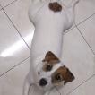 Emma, Parson Jack Russell Terrier (De Pelaje Corto - Suave)