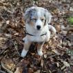 Tessla, Australian Shepherd