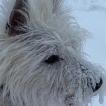 Agatha, West Highland Terrier