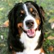 Thefa, Bernese Cattle Dogs