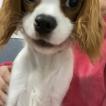 Malo, Cavalier King Charles Spaniel