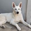 Loba, Pastor Blanco Suizo