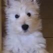 Lapo, Westies