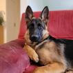 Skye, Berger Allemand