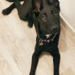Shadow, Berger Malinois
