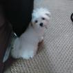 stella1, Bichon Maltais