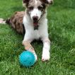 Maui, Border Collie