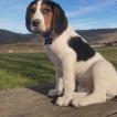 Sony, Beagle