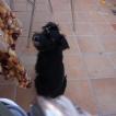 Gómez, Schnauzer Miniatura