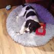 Arthur, English Springer Spaniel