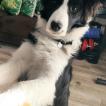 TOGO, Border Collie
