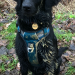 Milly, Flat-Coated Retriever
