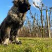 Zeus, Yugoslavian Shepherd Dog