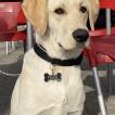 Enzo, Labrador Retriever