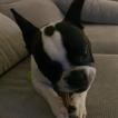 Milo, Bulldog Francés