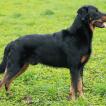 Simba de la Cité des Comtes, Beauceron