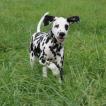 sylka, Dalmatien