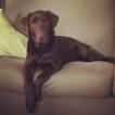 Rio, Labrador Retriever