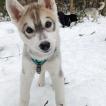 Lilith, Siberian Husky