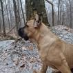 Junior Kingdom of pride, Cane Corso