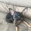 Amora, Pinscher