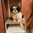 Tchoupi, Lhassa Apso