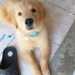 Amora, Golden Retriever