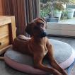 Soof, Rhodesian Ridgeback
