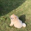 Luna, Chow Chow