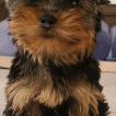 Nina, Yorkshire Terrier