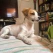 Meadow, Parson Jack Russell Terrier (De Pelaje Corto - Suave)