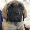 Marah, Mastín Inglés O Mastiff