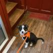 Kiry, Border Collie