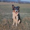 Lucky, Border Collie