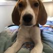 Kaniff, Beagle