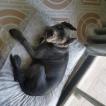 Nazef, Cane Corso