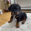 Billy, Rottweiler