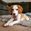 Teddy, Beagle