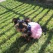 Isi, Yorkshire Terrier