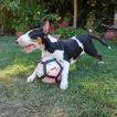 Blacky, Bullterrier