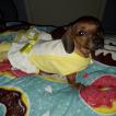 Juliet, Dachshund (Pelo Largo)