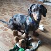 Laszlo, Dachshund (Pelo Largo)
